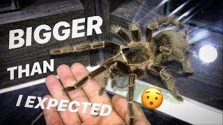 I underestimated my 2nd LARGEST TARANTULA’s size ~ Yep, she’s BIG !!!