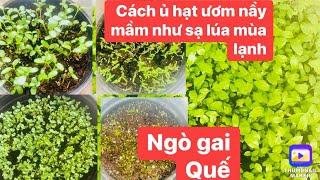 Cách Chia sẽ ủ các loại hạt vỏ dày cứng mau nầy mầm trong mùa lạnh, sâm lông,đậu rồng.rau nhút,