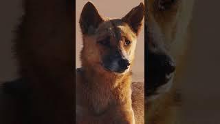 How the dingo is helping to save Australia's rarest bird!