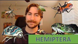 Hemiptera: The True Bugs - Order Spotlight