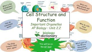 Cell Structure and Function - Important Organelles | AP Biology 2.2