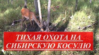 ТИХАЯ ОХОТА НА СИБИРСКУЮ КОСУЛЮ СОЛОНЦЫ РАБОТАЮТ QUIET HUNTING FOR SIBERIAN ROE DEER SOLONTSY WORK