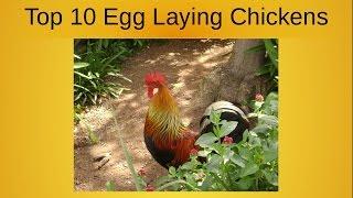 Top 10 Egg Laying Chickens