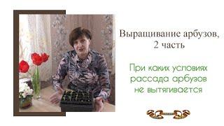 Выращивание арбуза от А до Я, 2 часть. Условия, при которых рассада арбузов не тянется