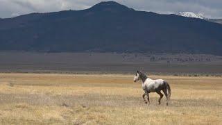 The Wild Mustangs of the Eastern Sierra