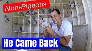 Homing Racing Pigeon Missing