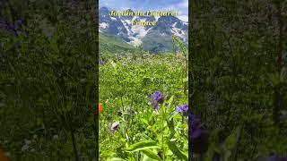 Alpine Botanical Paradise in the French Alps #virtualtour #travel #nature #mountains #hiking #shorts