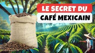 Immersion dans les plantations de café du Mexique !