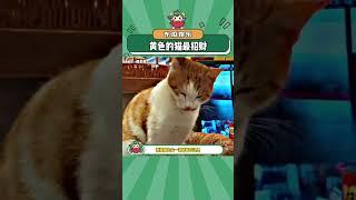 你看我说这种黄色的猫猫最招财了！#万万没想到 #猫猫 #招财 #娱乐评论大赏#shorts