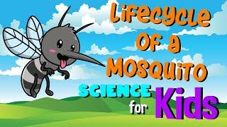 Lifecycle of a Mosquito | Science for Kids