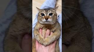 The Most Polite Cat Ever 