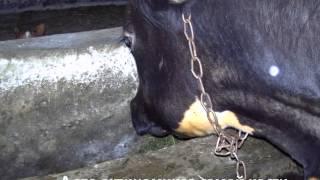 Болезни коров. Актиномикоз.Diseases of the cows. Actinomycosis.