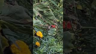 Hummingbird enjoying flowers of Scarlet Sage. #hummingbirds #birding #birds #nature