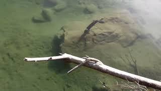 Salmon in The Coquihalla River