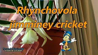 Rhynchovola jimminey cricket #CareCollab - CARE & culture w/ repotting LEGENDAS em PORTUGUÊS