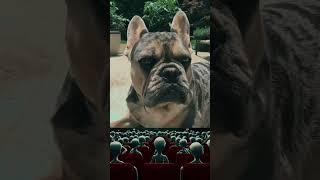 Paws and Punchlines: Hilarious French Bully Takes the Stage! #funnydogs #standupcomedy #best #pets