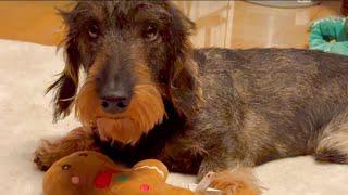 Dachshund Teddy's festive room tour 