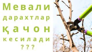 Мевали дарахтлар нега кузда кесилади ёки нега кузда кесилмайди???