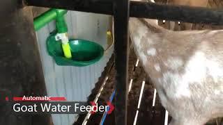 Goat Automatic Water Dispenser