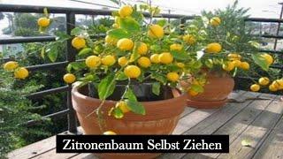 Zitronenbaum selbst ziehen