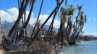 What Does Baby Beach on Maui Look Like Today? Lahaina Fire Update November 24th 2023