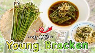 How to cook & eat Bracken (Japanese side dish/foraging) 〜わらび〜  | easy Japanese home cooking recipe