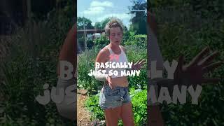 Subscribe for more  #howtogarden #farmgirl #diy #gardentips #farmtips #ipm #tutorial  #farm