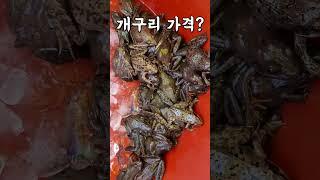 성남 모란시장 개구리 가격은? 지금도 개구리 나오네? #성남5일장 #개구리 #Korean frog #Seongnam Outdoor Market, South Korea