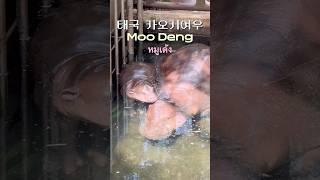 태국의 푸바오, 아기 하마 무뎅을 아시나요? หมูเด้ง (Moo Deng) #moodeng #หมูเด้ง #shorts