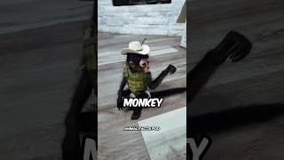 Top 3 Monkey Breeds to Have as Pets! 