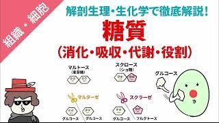 糖質（消化・吸収・代謝・役割）をまとめてイラスト解説