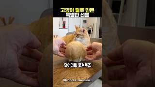 고양이에게 만들어준 특별한 선물