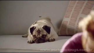 Bissell SportBot Pet - Comercial de TV - Propaganda com Pug