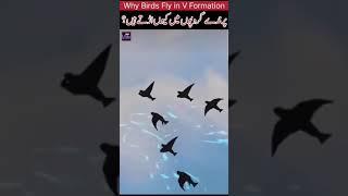 Why Birds Fly in a V Formation.?️ .| पक्षी V संरचना में क्यों उड़ते हैं? | #shortvideo #shorts