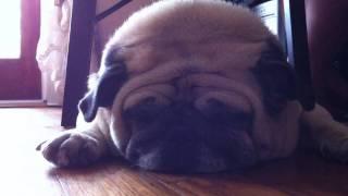 Loud Snoring Pug!! A Dog That Snore Forever