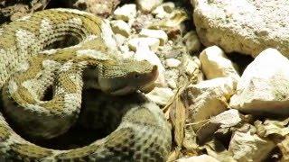 Vipera ammodytes meridionalis, Weibchen
