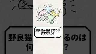 Q: Why do stray cats gather together? #cat #straycat #cat