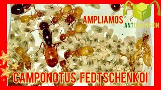 Camponotus fedtschenkoi | Ampliación y Diapausa #antdimension #ant