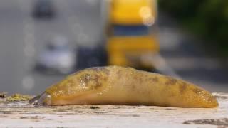 Yellow slug (Limax maximus) moving across bridge over road with traffic in the background, UK