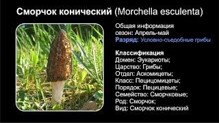 Сморчок конический (Morchella esculenta)