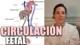 CIRCULACIÓN FETAL