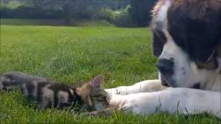 St Bernard loves kitten