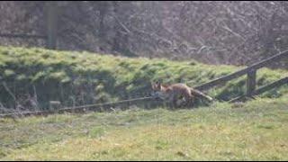 The Ledbury Hunt chasing foxes and blocking badger setts  March 2015