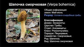 Шапочка сморчковая (Verpa bohemica)