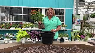 Planting a Perennial Container Combination