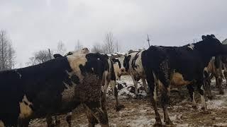 Продажа Российских Голштинов  Продажа КРС живым весом оптом по РФ и СНГ  Sale of Russian Holsteins