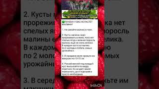секреты богатого урожая малины.