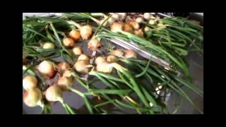 Harvesting & Drying Onions