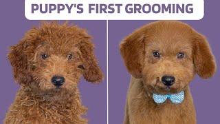 GOLDEN DOODLE PUPPY'S FIRST GROOMING TUTORIAL - Professional Dog Groomer Tips