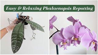 Lazy Weekend Orchid Repotting: Easy Tips to Repot Your Phalaenopsis Orchids!